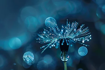 Fotobehang Beautiful shiny dew water drop on dandelion seed in nature. Close-up macro. Sparkling bokeh. Dark blue green background. © Straxer