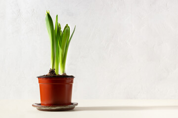Hyacinth flowers in a pot  - stock photo