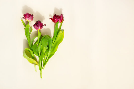 Wilted tulip flowers on a light yellow background. Withering concept - Stock photo