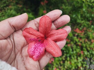 Rhododendron spp or Azalea flowers are a type of flower with striking and varied colors.