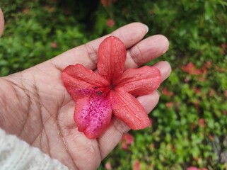 Rhododendron spp or Azalea flowers are a type of flower with striking and varied colors.