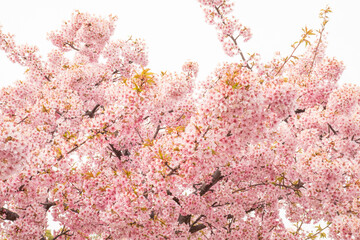 美しい桜