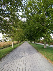 Walkway made of paving stones in Slovakia near the Austrian border, near the river March.