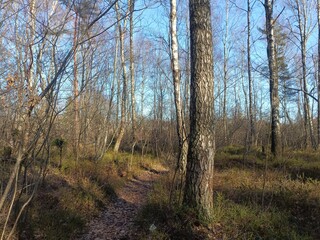 Rekyva forest during sunny summer day. Pine and birch tree woodland. Blueberry bushes are growing in woods. Sunny day without any clouds. Nature. Rekyvos miskas.