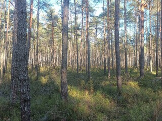 Rekyva forest during sunny summer day. Pine and birch tree woodland. Blueberry bushes are growing in woods. Sunny day without any clouds. Nature. Rekyvos miskas.