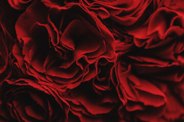 Naklejka premium Carnation flowers in red, close up
