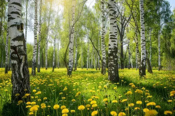 Stickers muraux Bouleau Birch grove in spring on sunny day with beautiful carpet of juicy green young grass and dandelions in rays of sunlight. Spring natural landscape