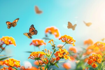 Fototapeta na wymiar Bright colorful summer spring flower border. Natural landscape with many orange lantana flowers and fluttering butterflies Lycaena phlaeas against blue sky on sunny day.