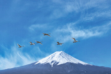 日本で越冬し、シベリアへ北帰行するハクチョウの群れ