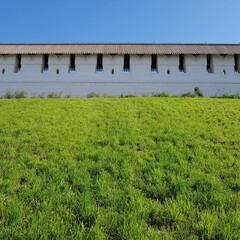 Fototapeta na wymiar The walls of the old building are covered with green grass and blue sky