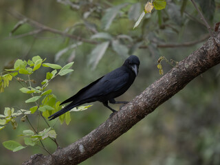 bird, nature, wildlife, black, animal, wild, blackbird, crow