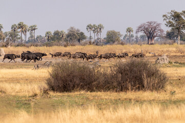 Telephoto shot of a herd of blue wildebeest - Connochaetes taurinus- and Burchell's Plains zebra...