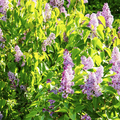 A blooming lilac bush in spring. Natural background	