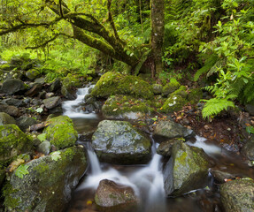 Rio Silveira, moosbewachsene Steine, Caldeirao Verde, Queimados, Madeira, Portugal