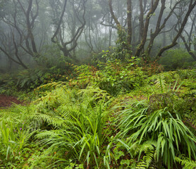 Fototapeta premium Wald im Regen, Nebel, Vegetation, Caldeirao Verde, Queimados, Madeira, Portugal