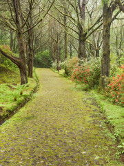 Fototapeta na wymiar moosbewachsene Strasse, Wald, Caldeirao Verde, Queimados, Madeira, Portugal