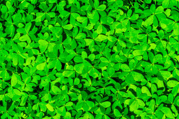 texture of green shamrock close up , clover backdrop macro , fresh grass trefoil background.