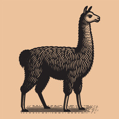 Llama, alpaca. Vector black engraving icon, illustration. Vintage retro style logo © Victoria