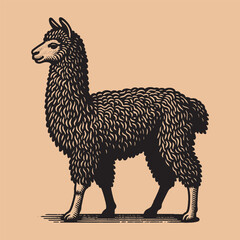 Fototapeta premium Llama, alpaca. Vector black engraving icon, illustration. Vintage retro style logo