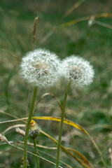 Two fluffy dandelions on a background of green grass. A faded bud is visible. Blurred background