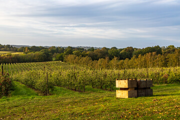 An Apple orchard in the Kent countryside on a sunny September evening