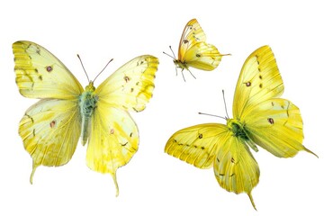 Set - three beautiful yellow butterflies Gonepteryx isolated on white background. Butterfly with...