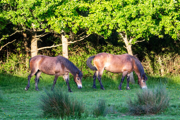 Ponies grazing in a meadow in Sussex, with evening light