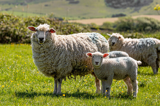 Ewes and lambs in the South Downs, looking at the camera