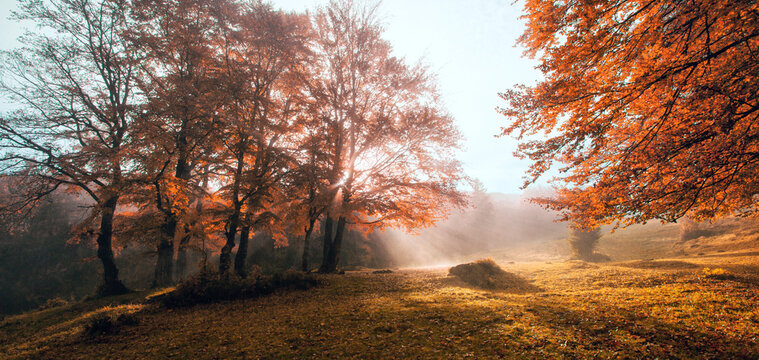 awesome autumn scenery, fantasticc early morning in the forest	