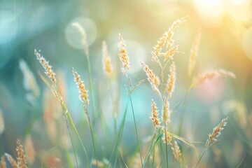 High grass with soft focus and beautiful bokeh, macro. Natural gentle plant background. - obrazy, fototapety, plakaty