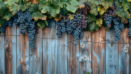 Simplicity in Nature: Minimalist Grape Vines