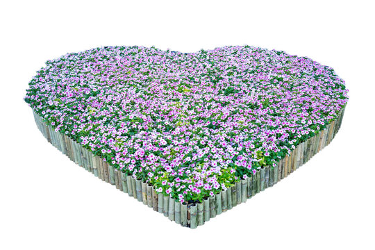 Purple flower bush Decorated in the shape of a heart on a white background.
