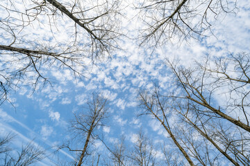 Upward shot with perspective view of blue sky, white clouds and dead branches