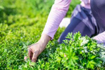 Fototapeta premium Picking Chinese herbal mugwort in spring