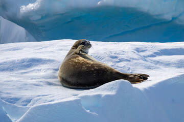 Phoque de Weddell profitant du soleil sur son iceberg dans Paradise Bay (Antarctique) © Jeremy