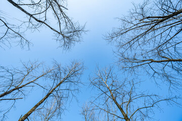 Looking up at the sky and dead branches
