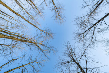 Looking up at the sky and dead branches