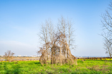 Reviving green grass and bare trees in spring
