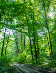 Fototapety na wymiar - Fototapeta24.pl