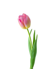 Pink tulip flower isolated on white background - 757102968