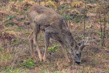 baby deer in the forest