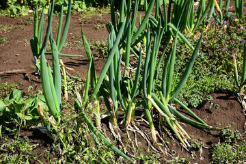 Obraz premium ネギ畑