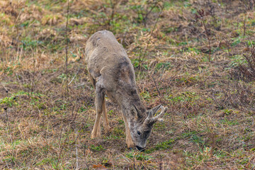 baby deer in the forest