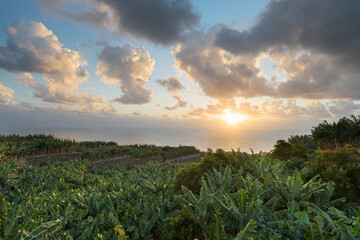 Bananenplantagen bei San Andrés, Insel La Palma, Kanarische Inseln, Spanien - obrazy, fototapety, plakaty