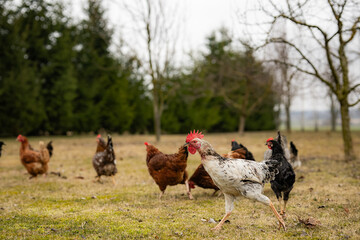 Free range chickens and cocks