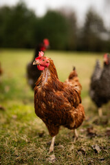 Free range chickens and cocks