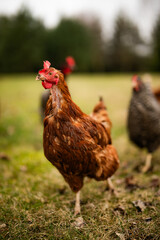 Free range chickens and cocks