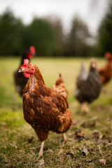 Free range chickens and cocks