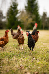 Free range chickens and cocks