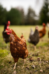 Free range chickens and cocks